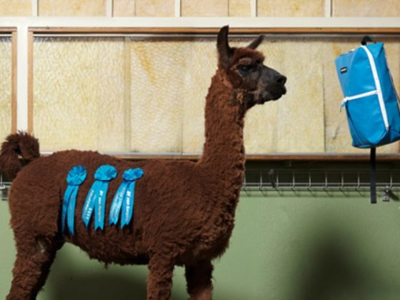 Freitag-F49-backpack-cover