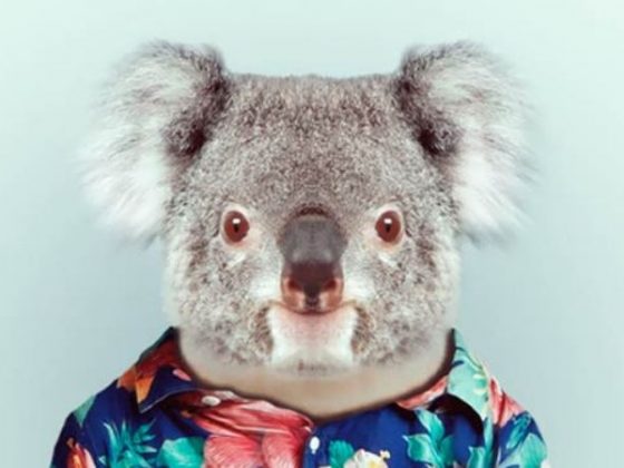 Zoo-Portraits-Yago-Partal-cover