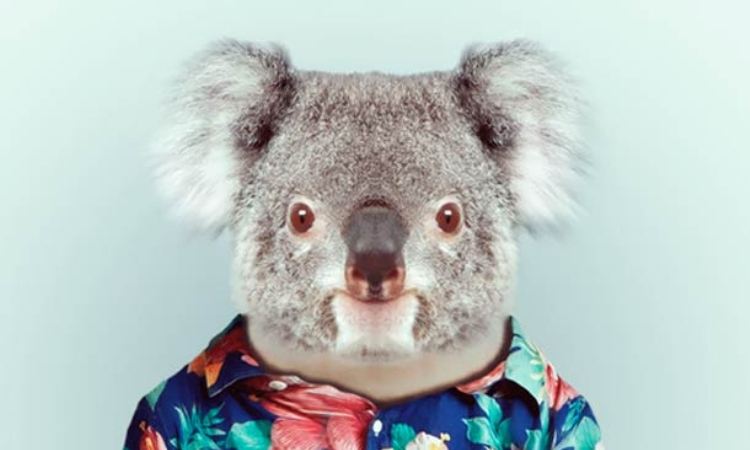 Zoo-Portraits-Yago-Partal-cover