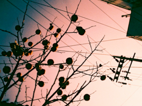 blakey_bear_blog_illustration_photographie_graphisme_design_motion-cover