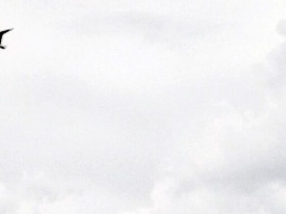 moa-instant-instagram-cover